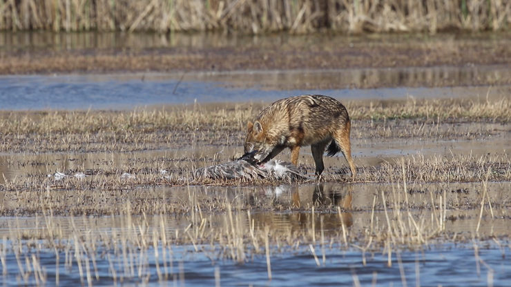 Golden Jackal hunts a crane